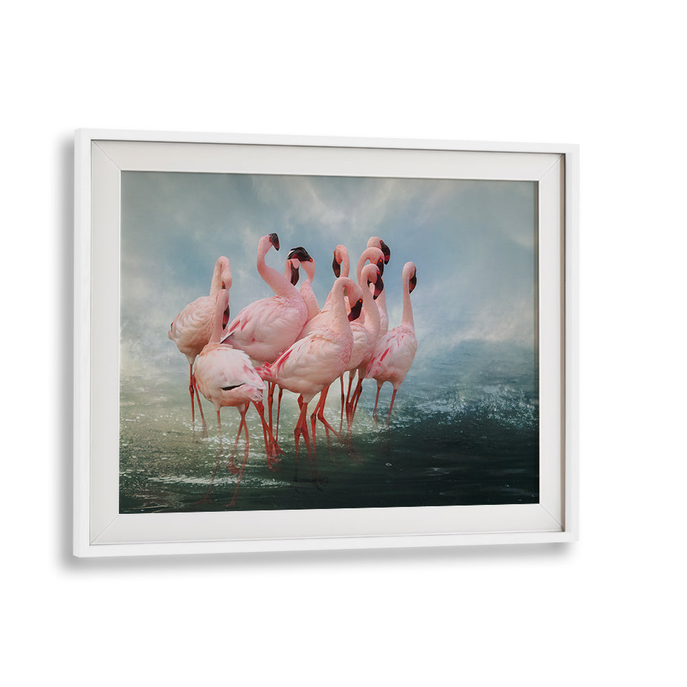 Lesser Flamingo Summit, photography prints showcasing graceful flamingos in serene waters, perfect for nature lovers.