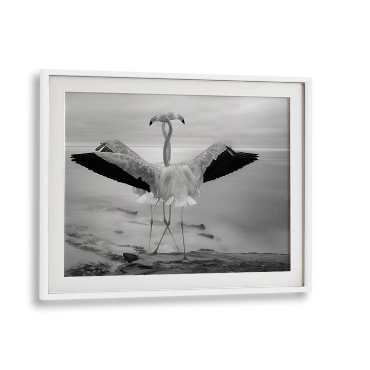 Elegant FLAMINGO'S DUET, PHOTOGRAPHY PRINTS showcasing two graceful flamingos in serene harmony. Perfect for nature lovers.