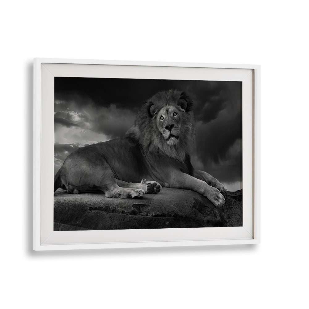Stunning fine art piece featuring a majestic lion, perfect for fans of THE LION KING II, PHOTOGRAPHY PRINTS.