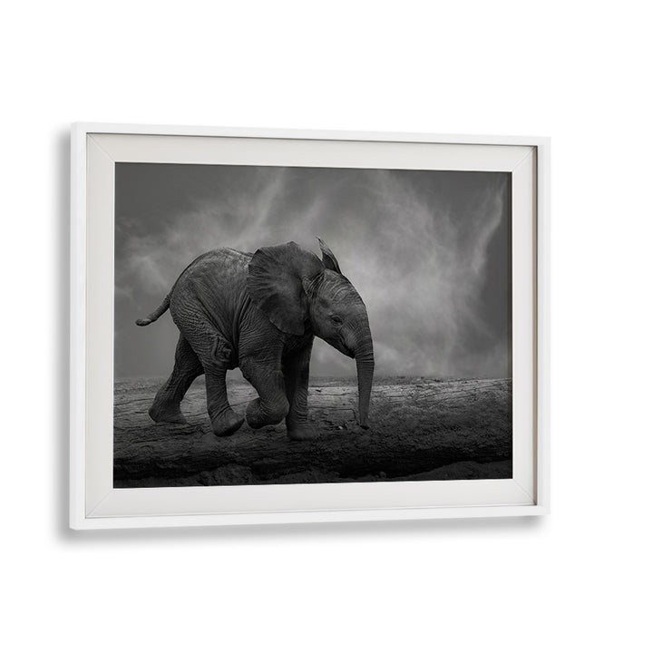 Solitary elephant walking across a barren landscape in stunning WALKING AROUND, PHOTOGRAPHY PRINTS collection.