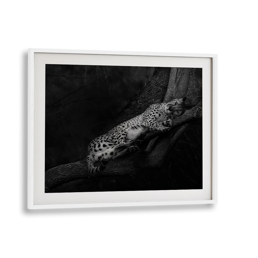 Resting Cheetah, photography prints showcasing serene wildlife elegance, perfect for nature lovers.