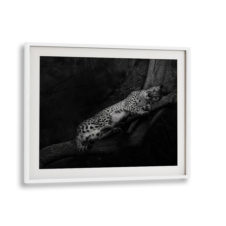 Resting Cheetah, photography prints showcasing serene wildlife elegance, perfect for nature lovers.