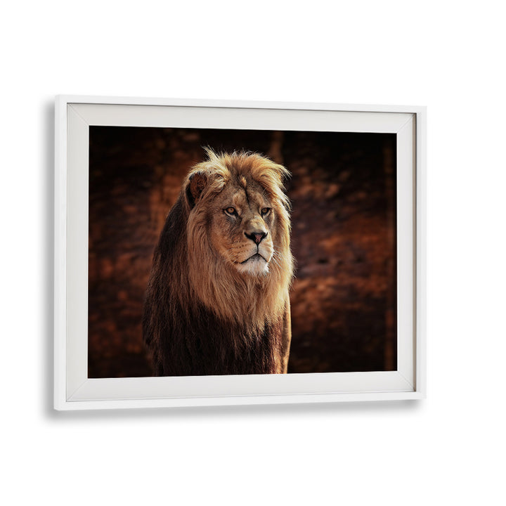 Captivating lion portrait from HIS MAJESTY, PHOTOGRAPHY PRINTS, showcasing wildlife's beauty in fine art.