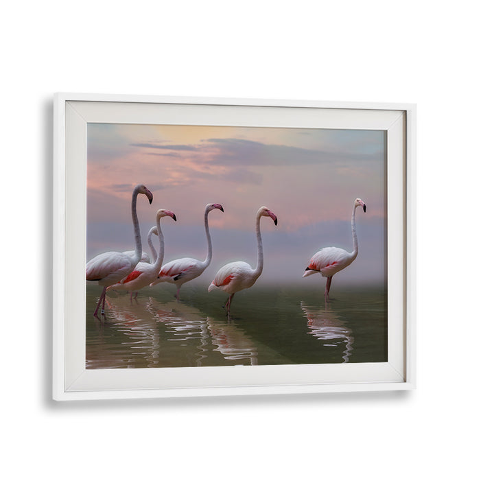Serene flamingos wading in water at sunset, perfect for your decor with FLAMINGO SUNSET, PHOTOGRAPHY PRINTS.