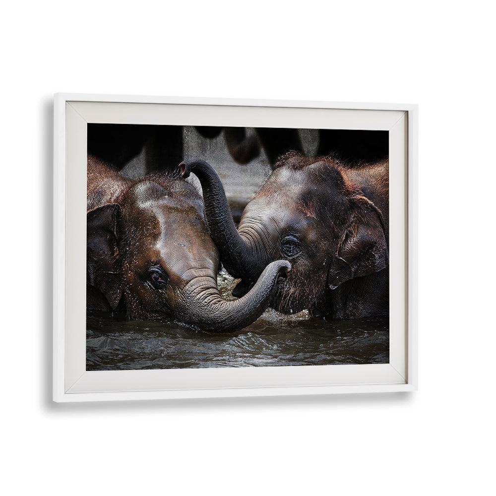 Two elephants entwine their trunks in a touching moment, featured in JUST WE TWO, PHOTOGRAPHY PRINTS collection.