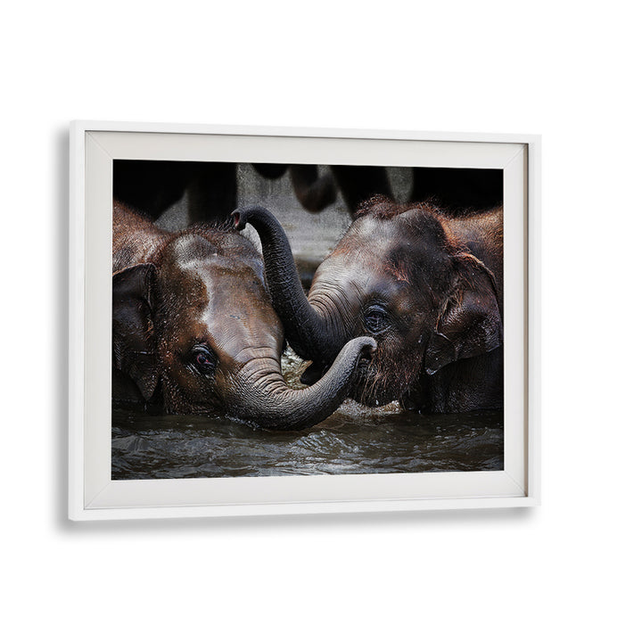 Two elephants entwine their trunks in a touching moment, featured in JUST WE TWO, PHOTOGRAPHY PRINTS collection.