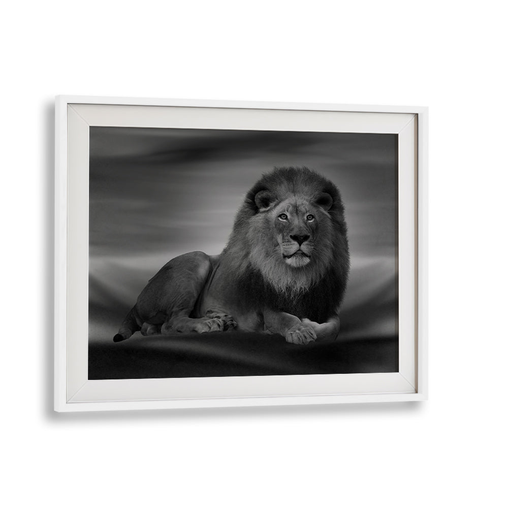 Majestic lion captured in stunning detail, perfect for enthusiasts of THE LION KING , PHOTOGRAPHY PRINTS.