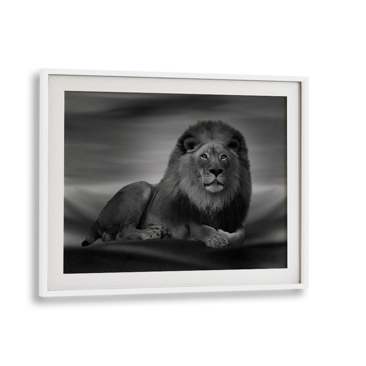 Majestic lion captured in stunning detail, perfect for enthusiasts of THE LION KING , PHOTOGRAPHY PRINTS.