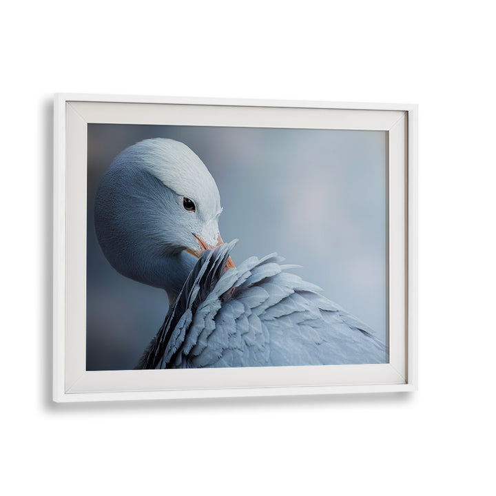 Elegant wildlife captured in NATURAL BEAUTY, PHOTOGRAPHY PRINTS, showcasing the grace of nature’s creatures.