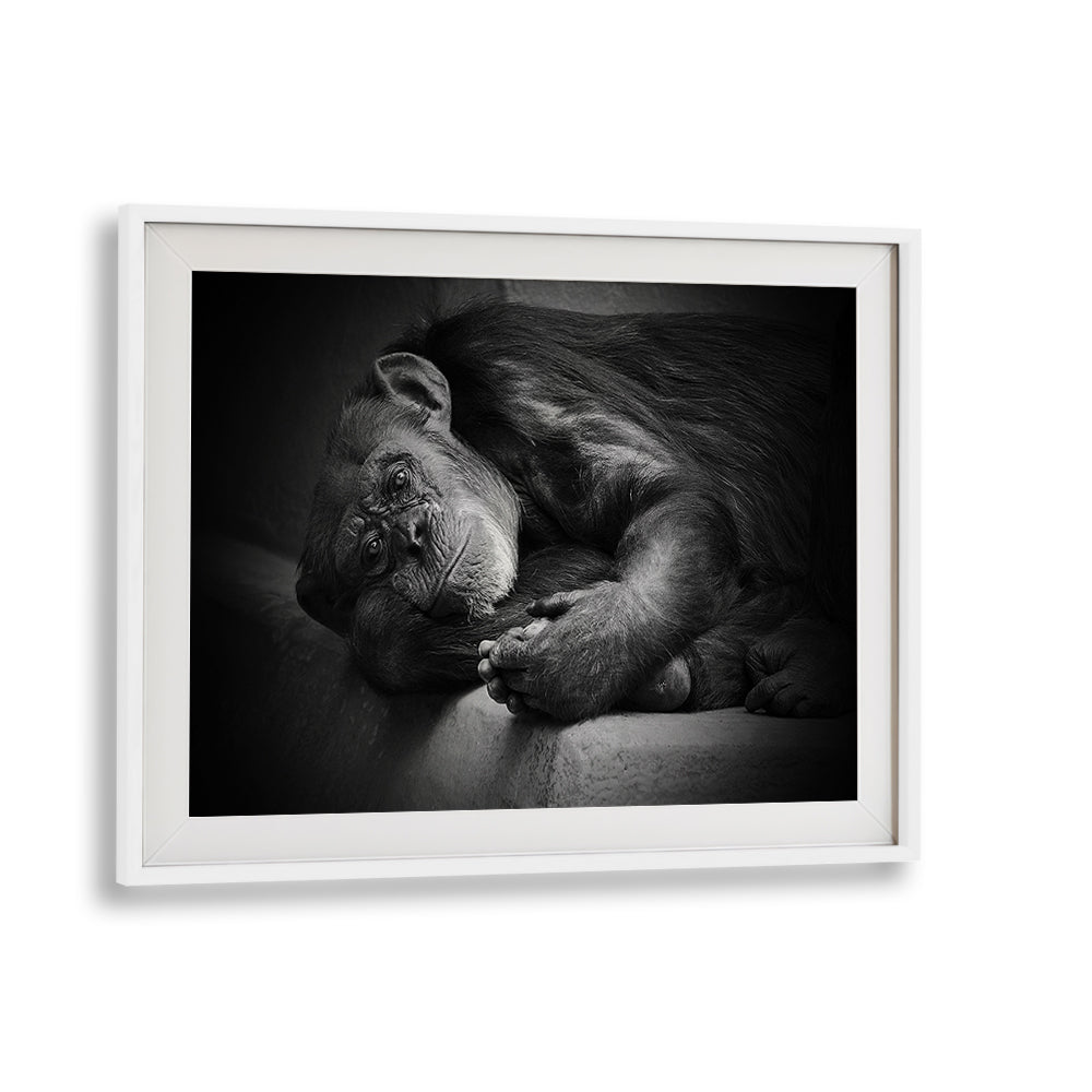 Captivating black and white wildlife scene from YESTERDAY, PHOTOGRAPHY PRINTS, showcasing nature's beauty and emotion.