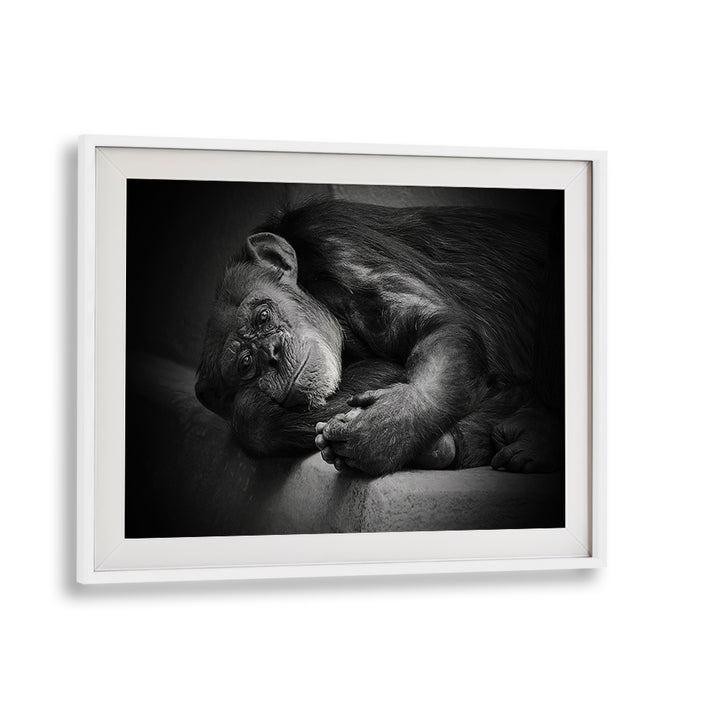 Captivating black and white wildlife scene from YESTERDAY, PHOTOGRAPHY PRINTS, showcasing nature's beauty and emotion.
