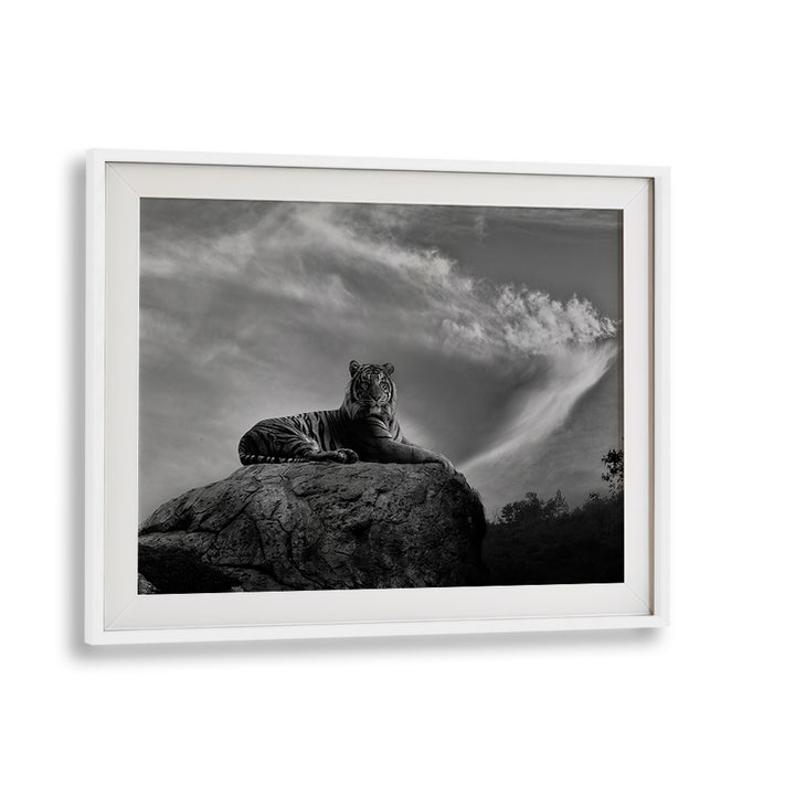 Majestic tiger on a rock in dramatic black and white, featured in "ON THE WATCH, PHOTOGRAPHY PRINTS".