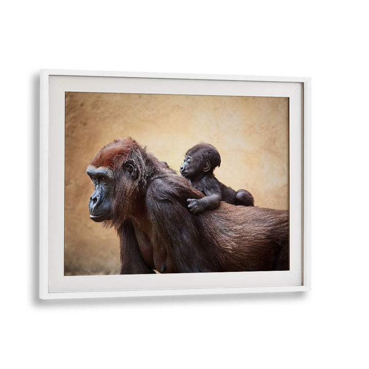 Gorillas in a tender moment, featured in THE FIRST OUTING, PHOTOGRAPHY PRINTS, capturing nature's beauty.