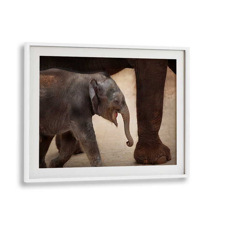 Delight in the charm of wildlife with THE MAGIC OF WALKING, PHOTOGRAPHY PRINTS featuring a playful baby elephant.