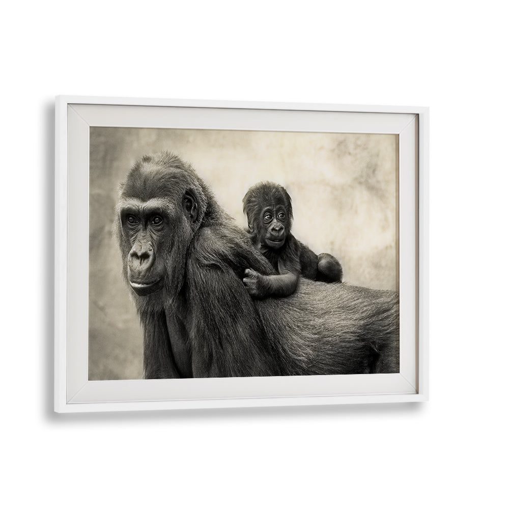 Gorilla and baby captured in stunning detail, showcasing LIFE, PHOTOGRAPHY PRINTS from our exclusive wildlife collection.