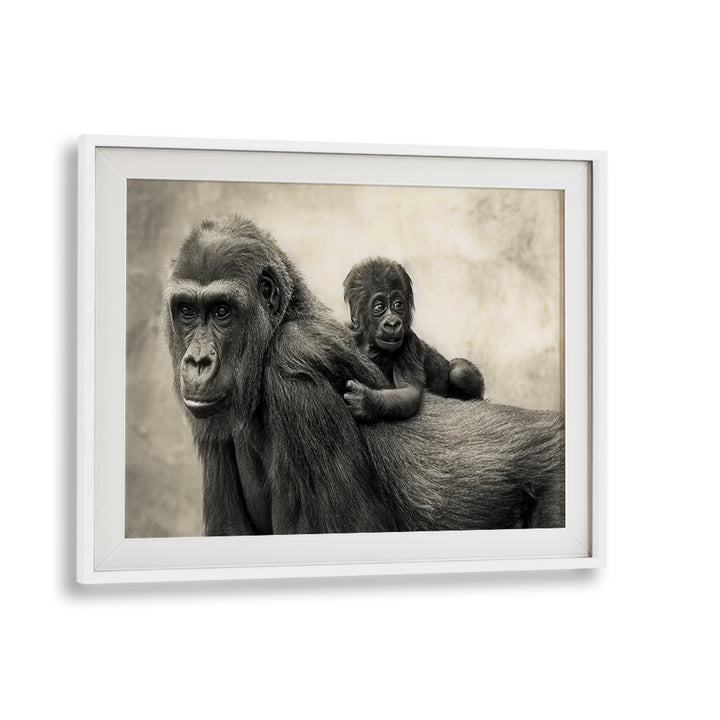 Gorilla and baby captured in stunning detail, showcasing LIFE, PHOTOGRAPHY PRINTS from our exclusive wildlife collection.
