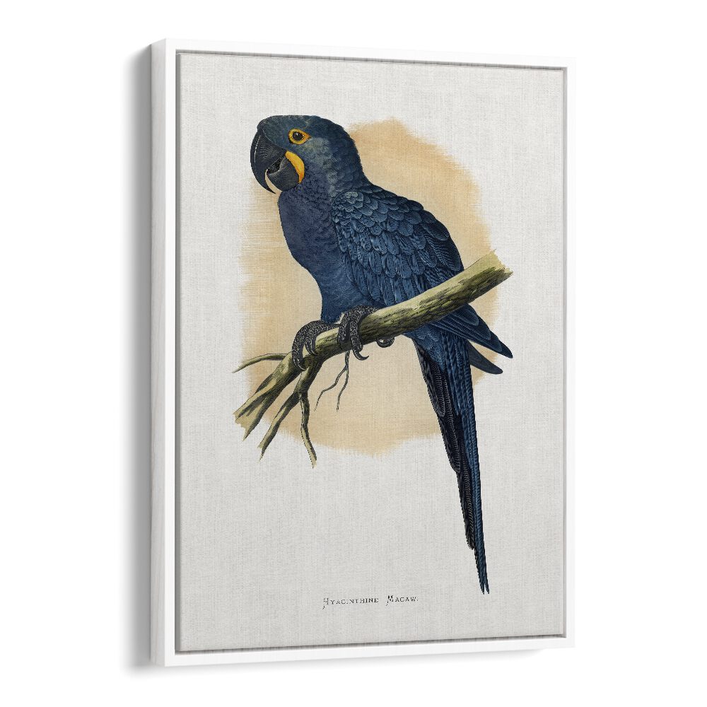 ANIMALS painting - HYACINTHINE MACAW by Asianmonk