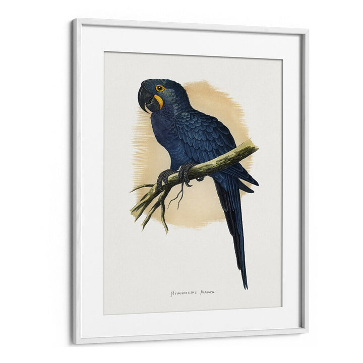 ANIMALS painting - HYACINTHINE MACAW by Asianmonk