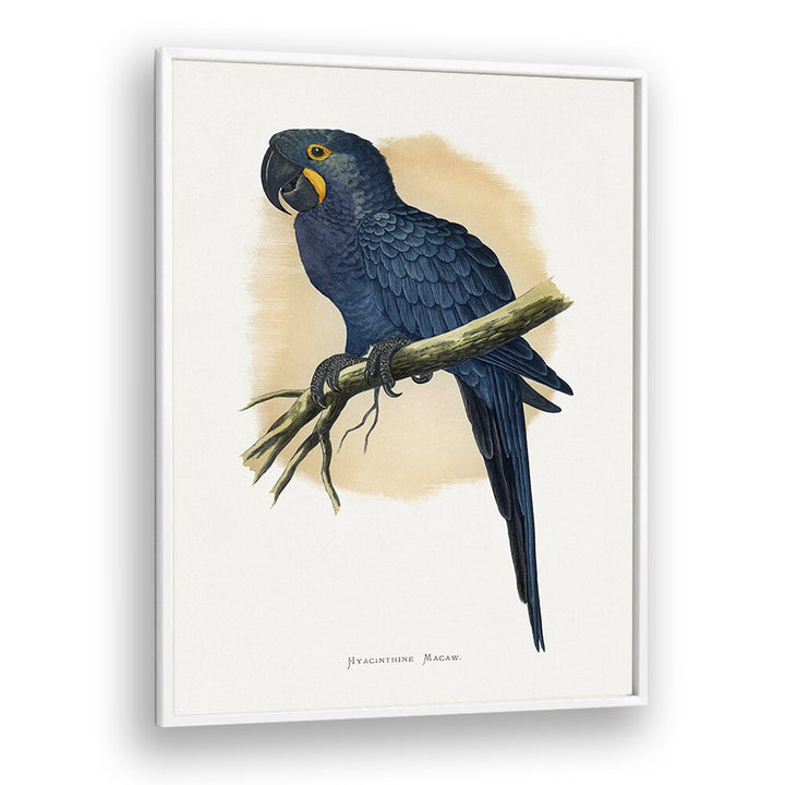 ANIMALS painting - HYACINTHINE MACAW by Asianmonk