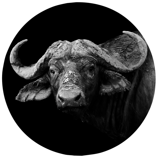 WILD PHOTO ART Collection