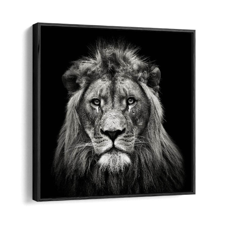 YOUNG MALE LION WILDLIFE PHOTOGRAPHY in Black Floater Frame