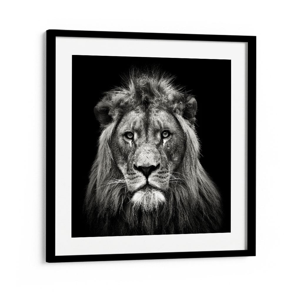 YOUNG MALE LION WILDLIFE PHOTOGRAPHY in Black Frame With Mount