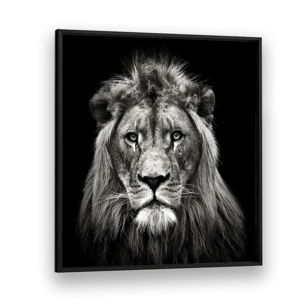 YOUNG MALE LION WILDLIFE PHOTOGRAPHY in Black Plain Frame