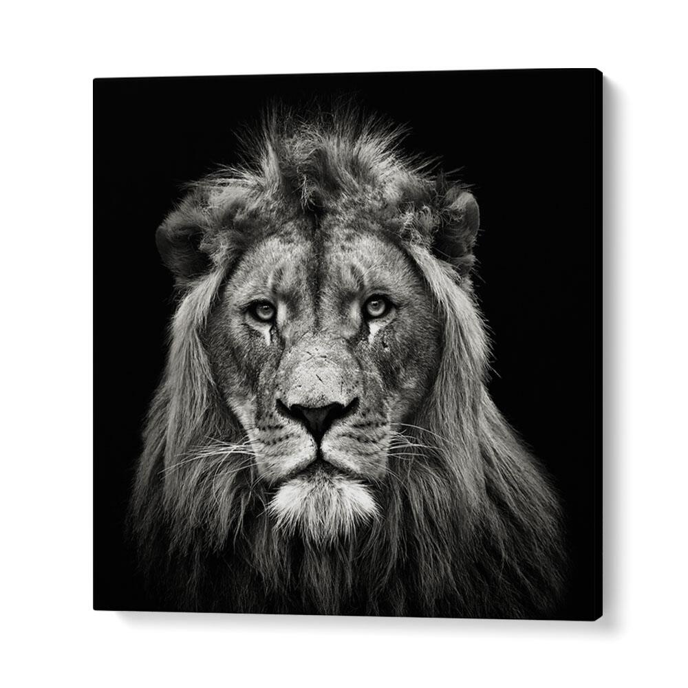 YOUNG MALE LION WILDLIFE PHOTOGRAPHY in Gallery Wrap