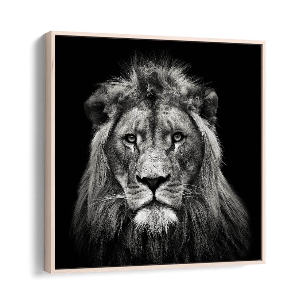 YOUNG MALE LION WILDLIFE PHOTOGRAPHY in Oak Wood Floater Frame