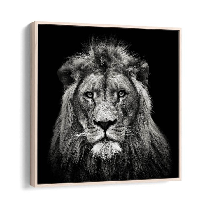 YOUNG MALE LION WILDLIFE PHOTOGRAPHY in Oak Wood Floater Frame