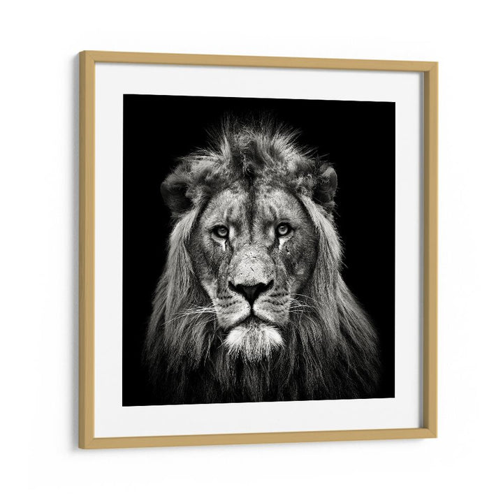 YOUNG MALE LION WILDLIFE PHOTOGRAPHY in Oak Wood Frame With Mount