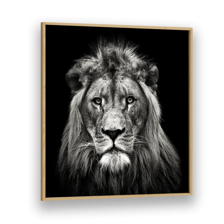 YOUNG MALE LION WILDLIFE PHOTOGRAPHY in Oak Wood Plain Frame