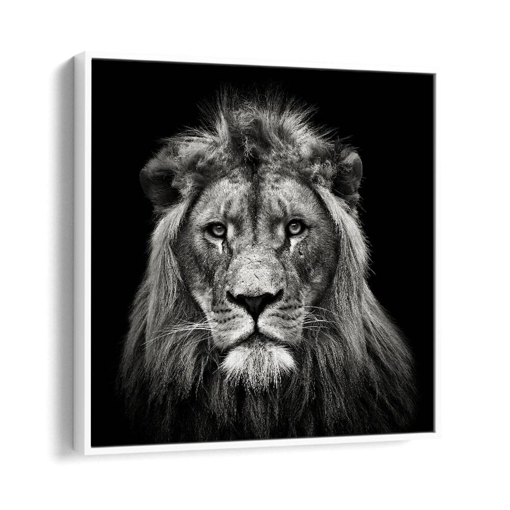 YOUNG MALE LION WILDLIFE PHOTOGRAPHY in White Floater Frame