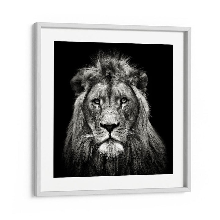 YOUNG MALE LION WILDLIFE PHOTOGRAPHY in White Frame With Mount