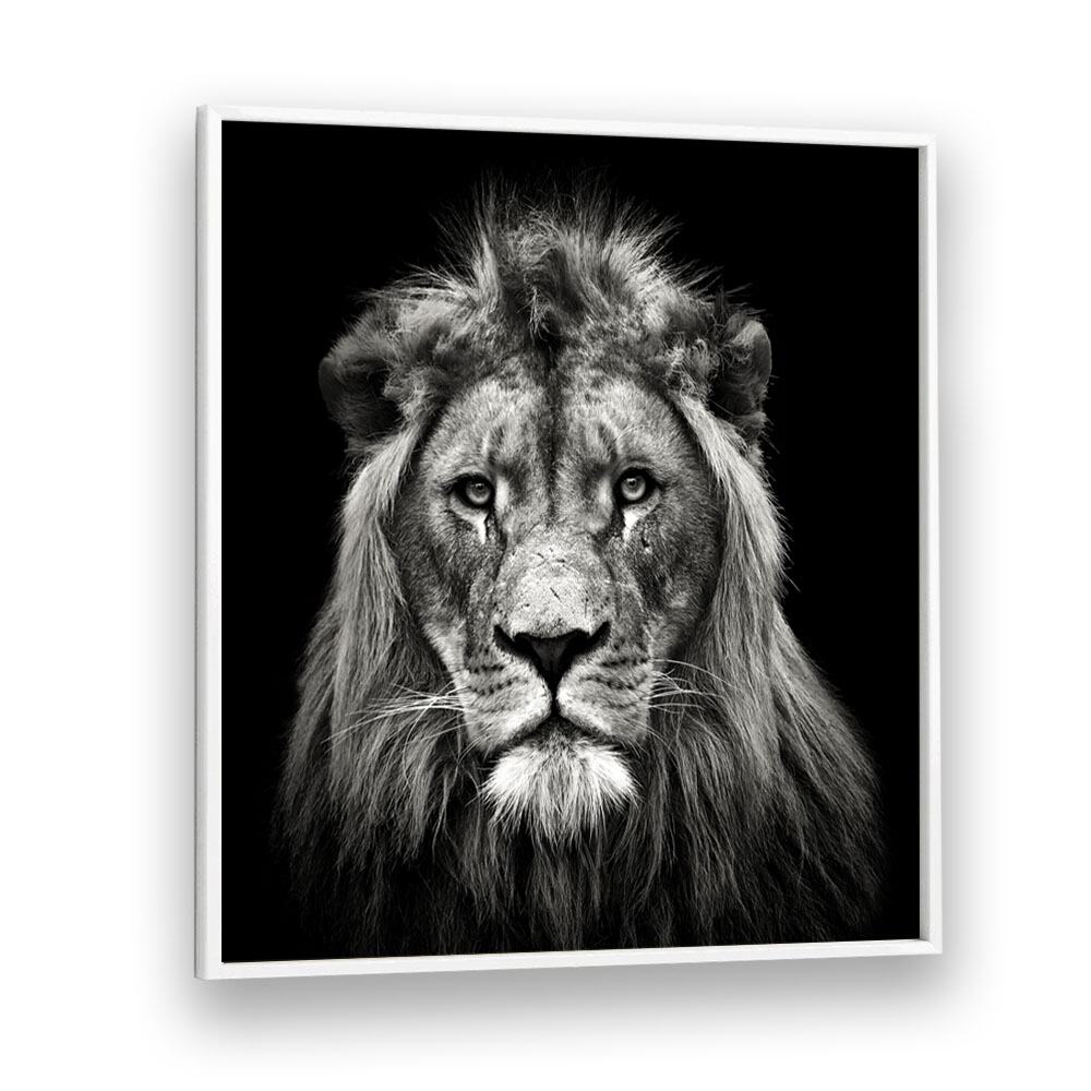 YOUNG MALE LION WILDLIFE PHOTOGRAPHY in White Plain Frame