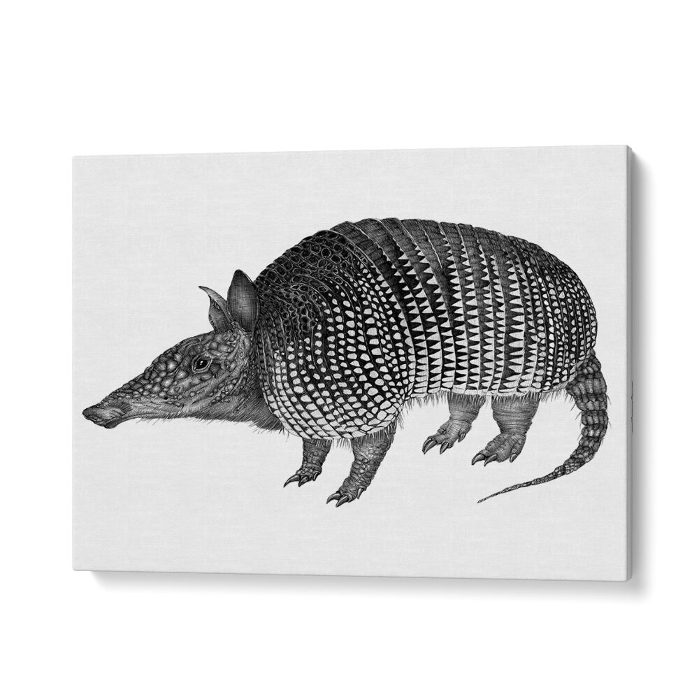 armadillo duvet Wildlife paintings in Gallery Wrap