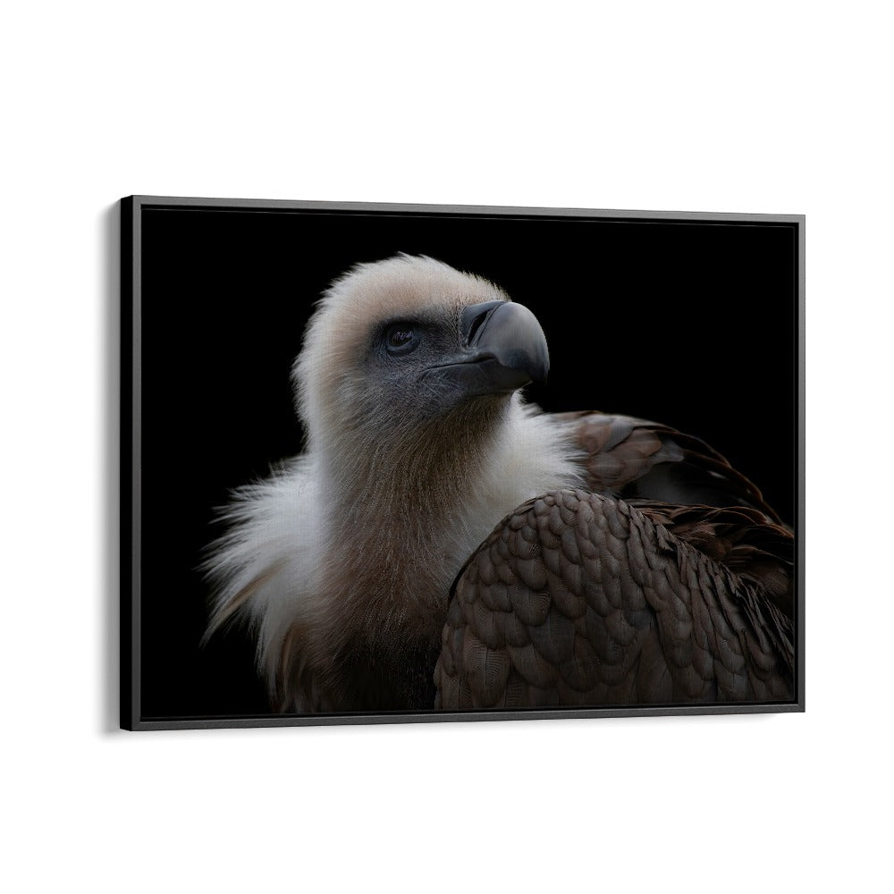 PHOTOGRAPHY painting - GYPS FULVUS - GRIFFON VULTURE by Asianmonk