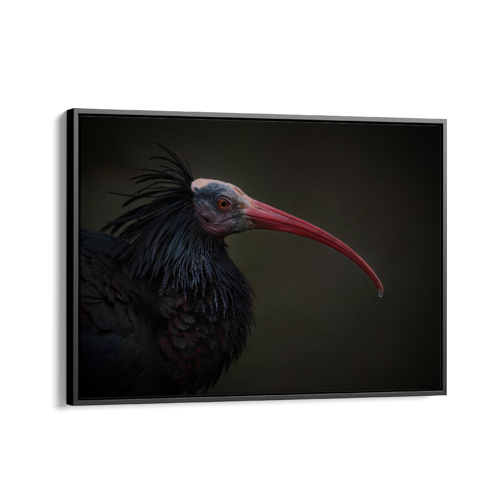 PHOTOGRAPHY painting - NORTHERN BALD IBIS - GERONTICUS EREMITA by Asianmonk