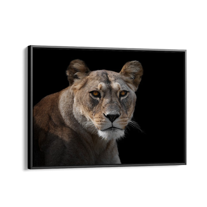 PHOTOGRAPHY painting - LIONESS PORTRAIT by Asianmonk