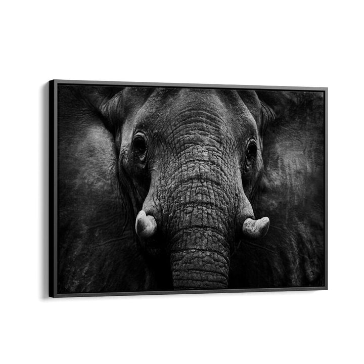 PHOTOGRAPHY painting - ELEPHANT II by Asianmonk