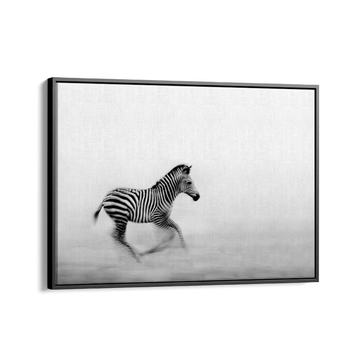 PHOTOGRAPHY painting - ZEBRA RUN by Asianmonk