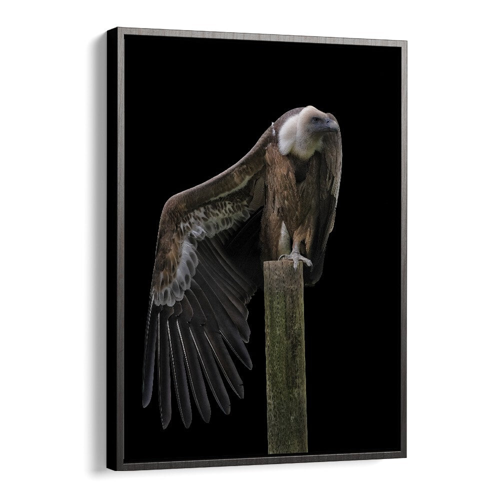 Christian Meermann painting - PROFIL - GRIFFON VULTURE by Asianmonk