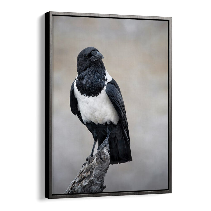 Christian Meermann painting - AFRICAN PIED CROW PORTRAIT by Asianmonk