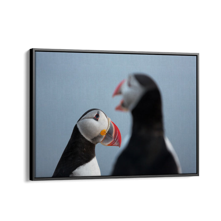 PHOTOGRAPHY painting - PUFFIN TALK by Asianmonk