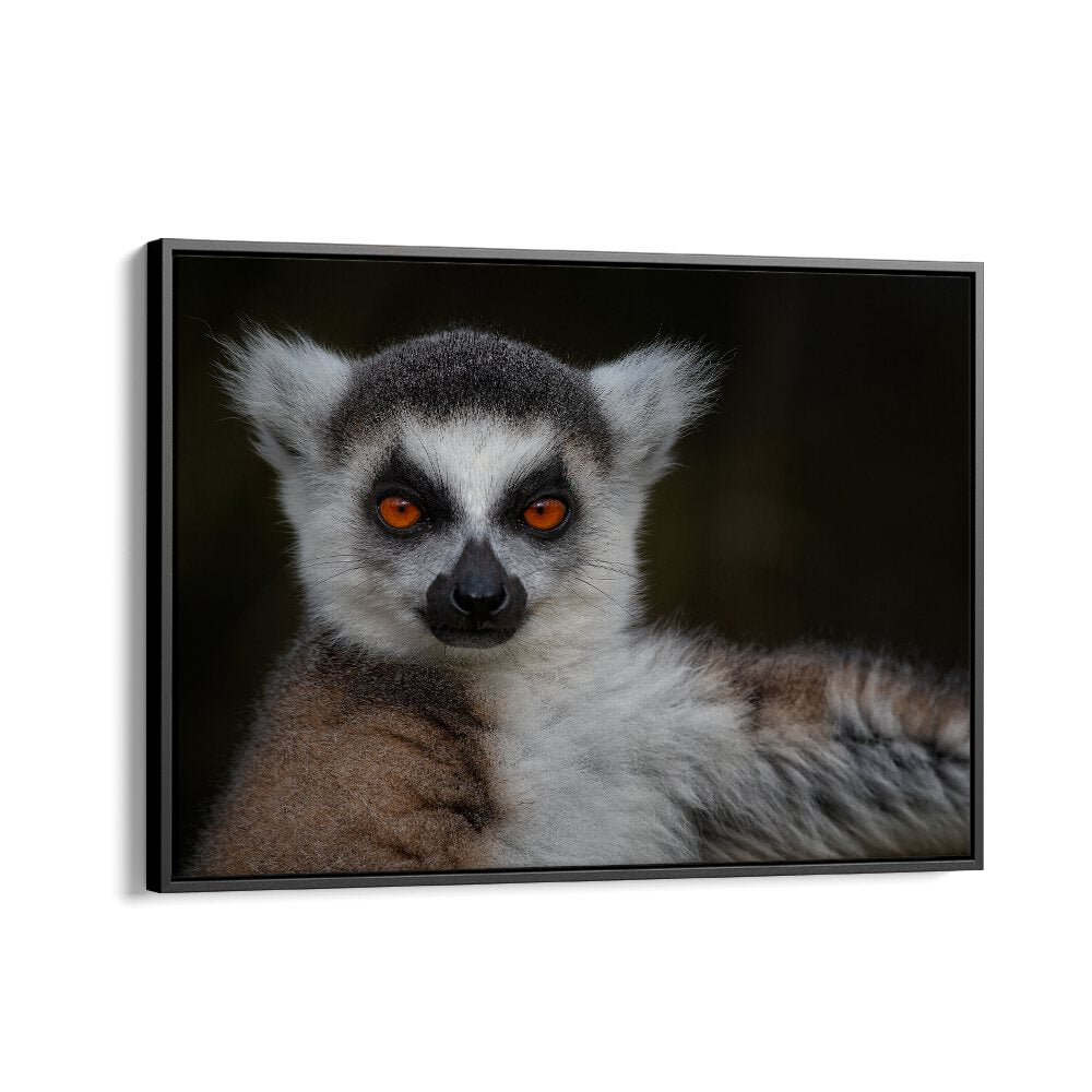 PHOTOGRAPHY painting - STRIKE A POSE - MAKI CATTA - LEMUR CATTA by Asianmonk