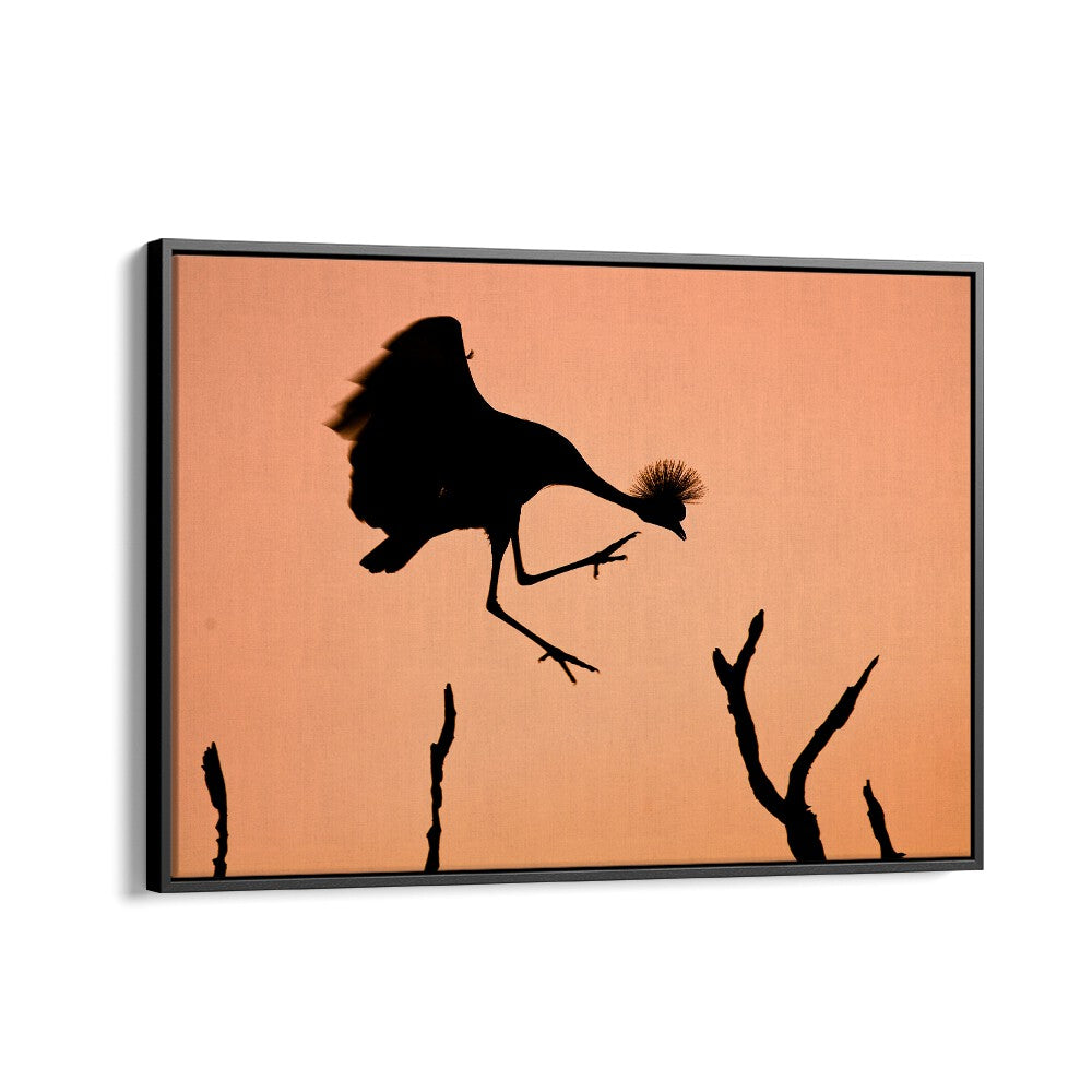 PHOTOGRAPHY painting - Mr. CROWNED CRANE A.K.A TWINKLE TOES by Asianmonk