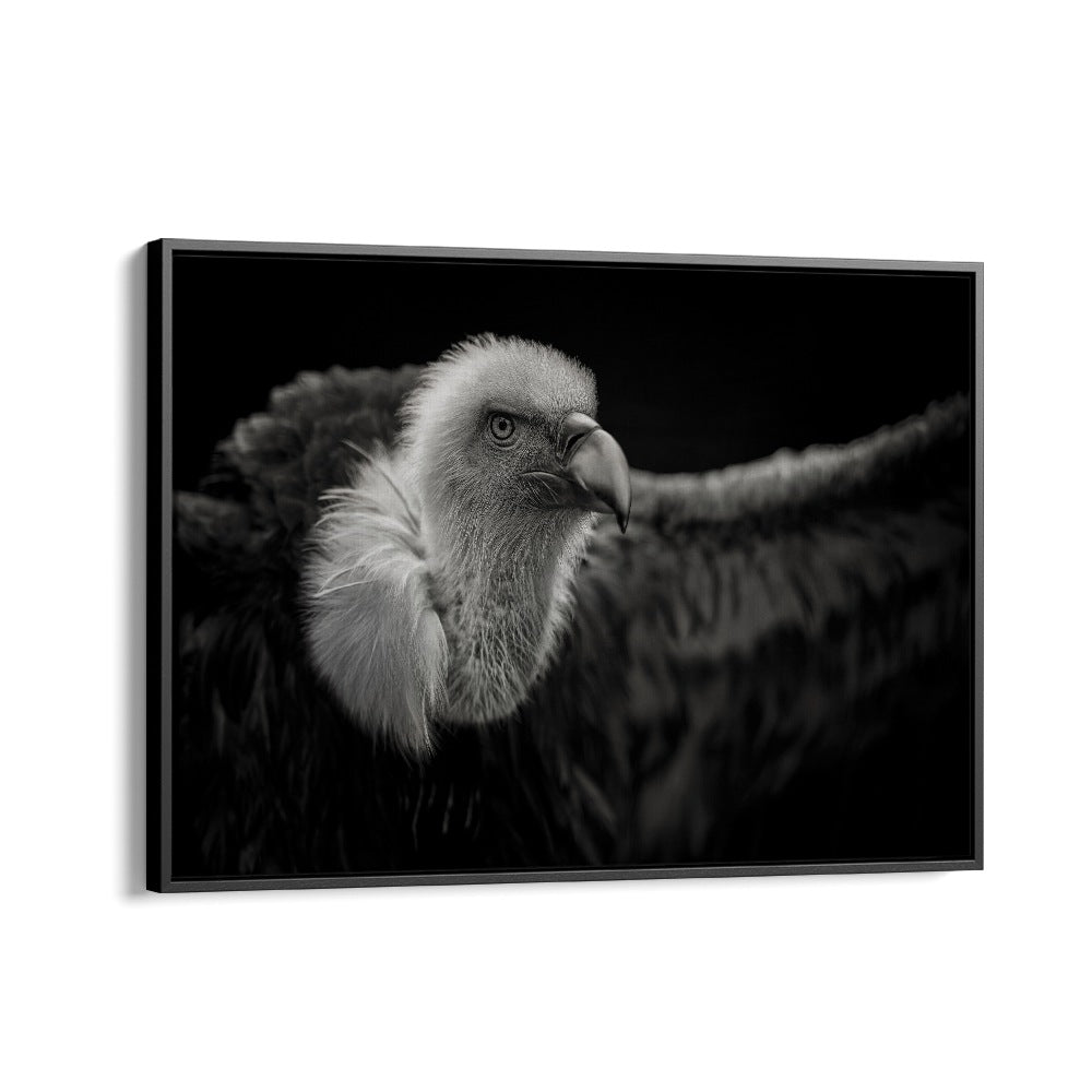 PHOTOGRAPHY painting - GRIFFON VULTURE by Asianmonk