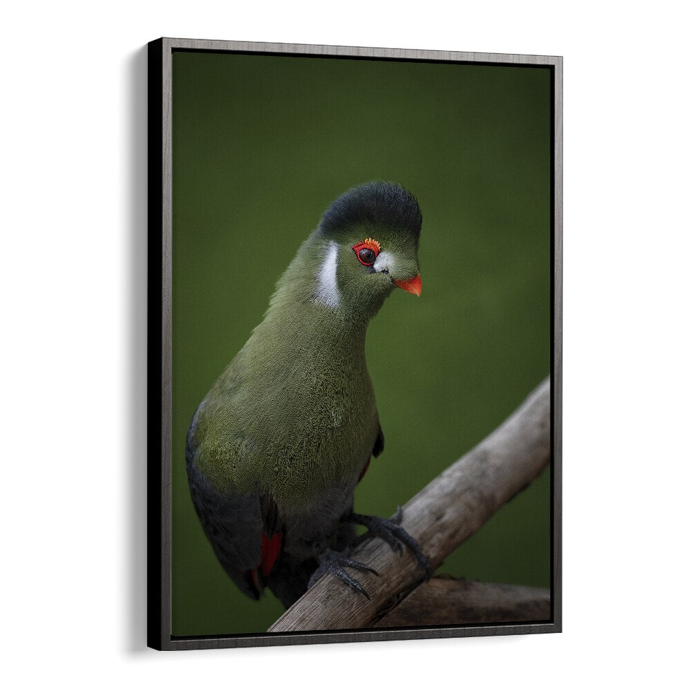 Christian Meermann painting - WHITE-CHEEKED TURACO by Asianmonk