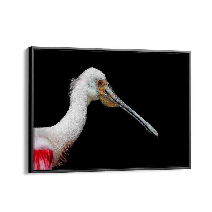 PHOTOGRAPHY painting - AFRICAN SPOONBILL - PLATALEA ALBA by Asianmonk