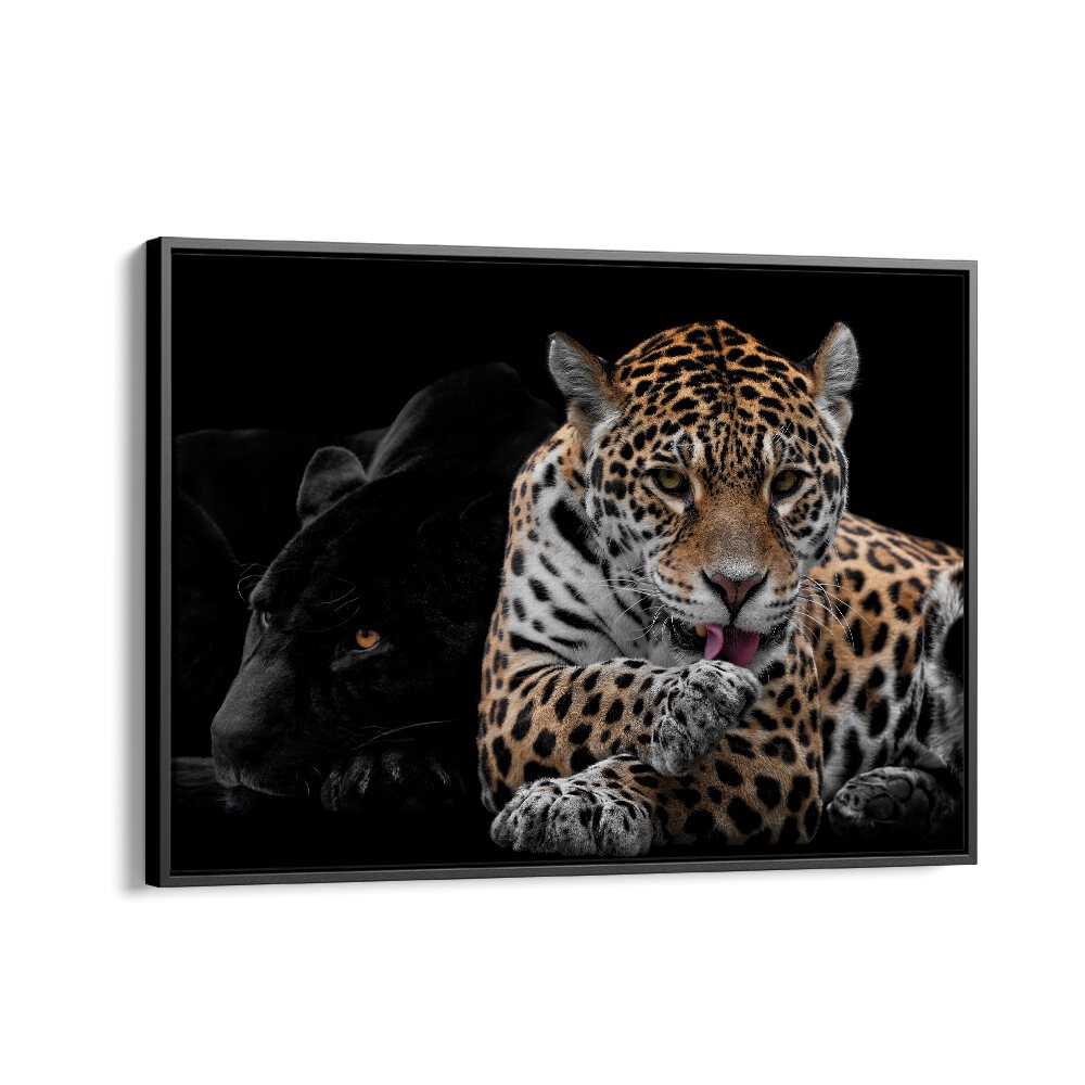 PHOTOGRAPHY painting - MR AND MRS JAGUAR - PANTHERA ONCA by Asianmonk